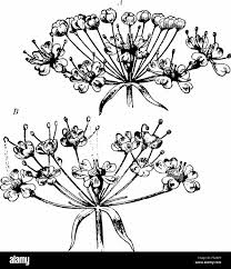 Attēlu rezultāti vaicājumam “Chaerophyllum aromaticum flower”