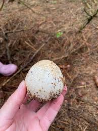 Attēlu rezultāti vaicājumam “Phallus impudicus”