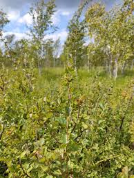 Attēlu rezultāti vaicājumam “Betula humilis female flower”