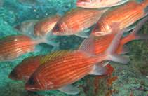 Image result for Holocentrus adscensionis