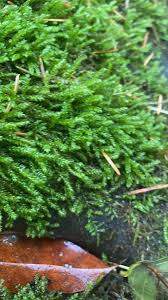 Attēlu rezultāti vaicājumam “Hypnum cupressiforme”