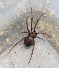Attēlu rezultāti vaicājumam “Steatoda grossa female”