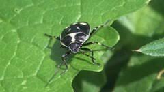 Attēlu rezultāti vaicājumam “Eurydema oleracea imago”