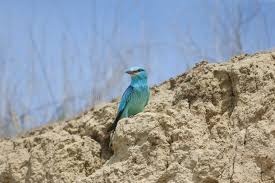 Attēlu rezultāti vaicājumam “Coracias garrulus adult”