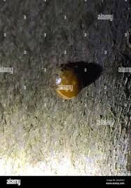 Attēlu rezultāti vaicājumam “Calvia decemguttata larva”