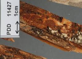 Attēlu rezultāti vaicājumam “Phlebia serialis”