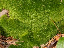 Attēlu rezultāti vaicājumam “Dicranum montanum sporophyte”