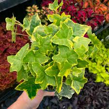 Attēlu rezultāti vaicājumam “Hedera helix  leaf”