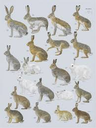 Attēlu rezultāti vaicājumam “Lepus europaeus”