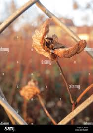 Attēlu rezultāti vaicājumam “Calystegia sepium fruit”