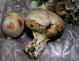 Attēlu rezultāti vaicājumam “Colloderma sp.”