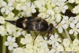 Attēlu rezultāti vaicājumam “Mordellidae”