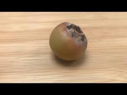 Attēlu rezultāti vaicājumam “Mespilus germanica fruit”