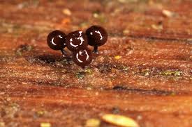 Attēlu rezultāti vaicājumam “Enerthenema papillatum”