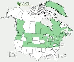 Attēlu rezultāti vaicājumam “Juncus gerardii fruit”