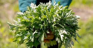 Attēlu rezultāti vaicājumam “Artemisia vulgaris bud”