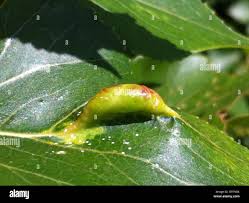 Attēlu rezultāti vaicājumam “Pontania proxima”