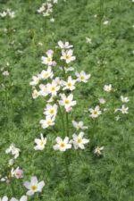 Attēlu rezultāti vaicājumam “Hottonia palustris fruit”