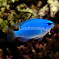 Saltwater Aquarium Fish for Marine Aquariums: Blue Damselfish