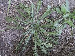 Attēlu rezultāti vaicājumam “Capsella bursa-pastoris leaf”