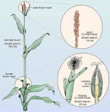 Attēlu rezultāti vaicājumam “Zea mays female flower”