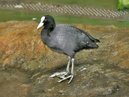 Attēlu rezultāti vaicājumam “Fulica atra”