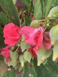 Image result for Impatiens balsamina