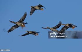 Attēlu rezultāti vaicājumam “Anser albifrons”