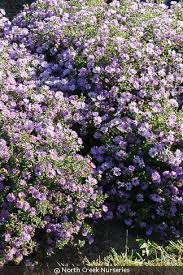 Attēlu rezultāti vaicājumam “Siphoptychium violaceum”