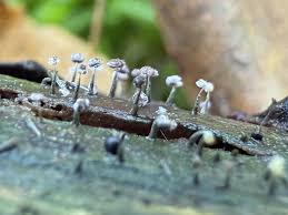 Attēlu rezultāti vaicājumam “Diderma subviridifuscum var. macrospora* macro”