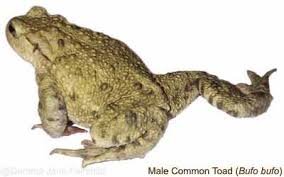 Attēlu rezultāti vaicājumam “Bufo bufo”