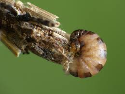 Attēlu rezultāti vaicājumam “Psyche casta larva”