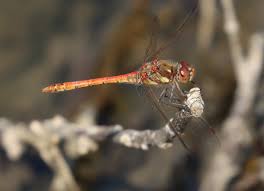 Attēlu rezultāti vaicājumam “Sympetrum sanguineum male”