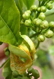 Attēlu rezultāti vaicājumam “Melampsora epitea”