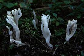 Attēlu rezultāti vaicājumam “Clavulina amethystina”