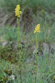 Attēlu rezultāti vaicājumam “Galium verum leaf”