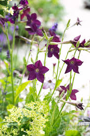 Image result for Nicotiana x sanderae `Perfume`F1