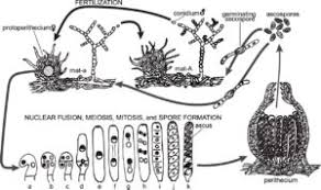 Attēlu rezultāti vaicājumam “Craterium aureum spores”