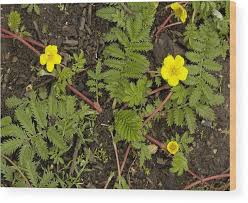 Image result for Potentilla anserina