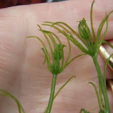 Attēlu rezultāti vaicājumam “Chara intermedia male”