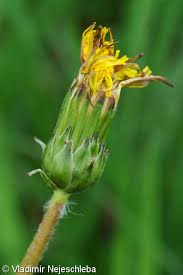 Attēlu rezultāti vaicājumam “Taraxacum suecicum”