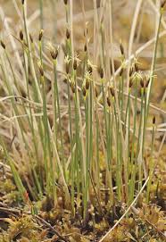 Attēlu rezultāti vaicājumam “Trichophorum cespitosum”