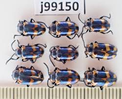 Attēlu rezultāti vaicājumam “Chrysomelidae”