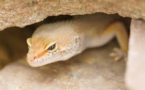 Image result for gravidity leopard gecko