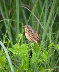 Image result for Emberiza fucata