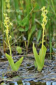 Attēlu rezultāti vaicājumam “Liparis loeselii”