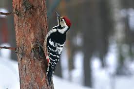 Attēlu rezultāti vaicājumam “Dendrocopos medius adult”