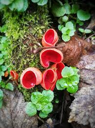 Attēlu rezultāti vaicājumam “Sarcoscypha austriaca”