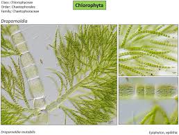 Attēlu rezultāti vaicājumam “Chaetophora pisiformis”