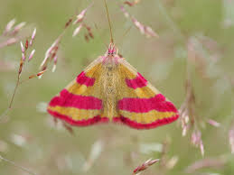 Attēlu rezultāti vaicājumam “Lythria cruentaria”